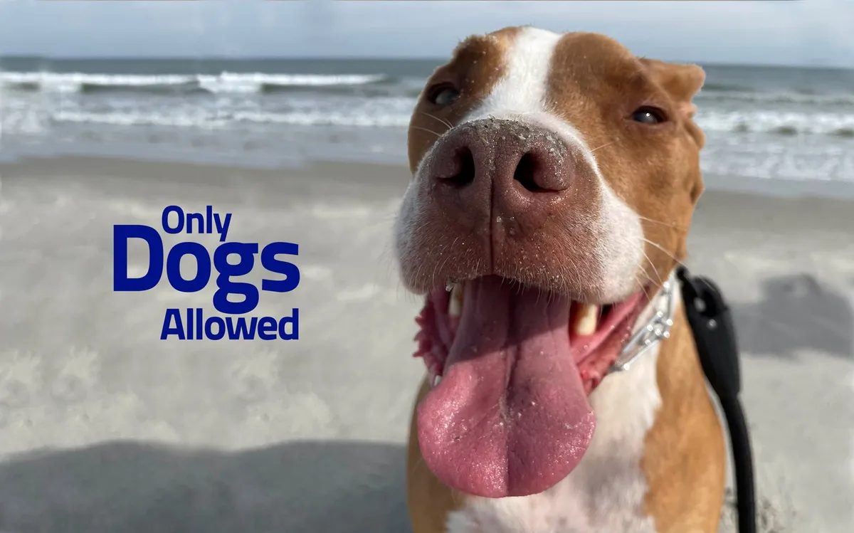 A joyful close-up of a dog’s face in the foreground, with a sandy beach and ocean waves visible in the background. The photo captures the spirit of fun and play, set against a sunlit shoreline, with a playful, welcoming atmosphere. The 'Only Dogs Allowed' text hints at pet-friendliness and relaxed beach rules.